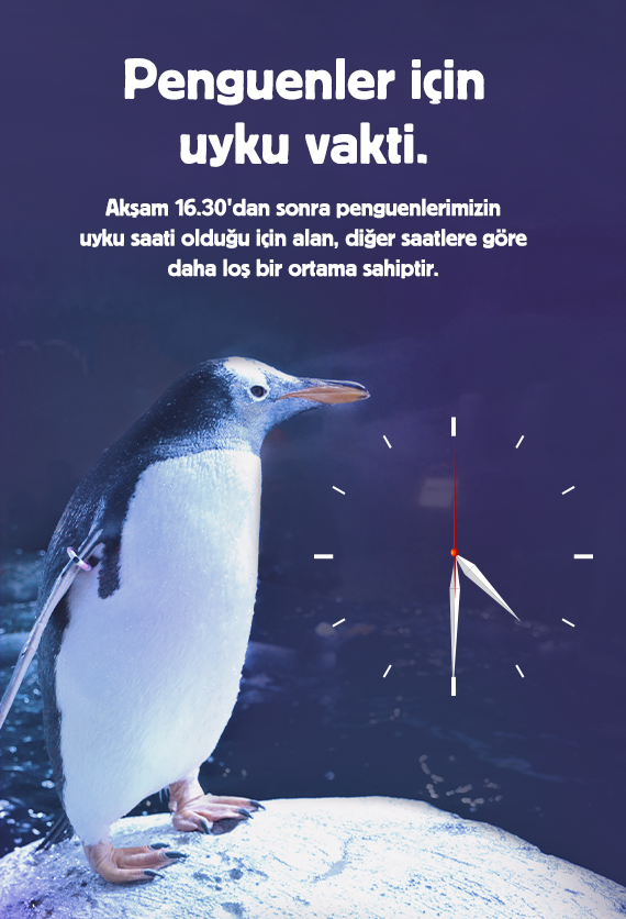 İstanbul Akvaryum Slider