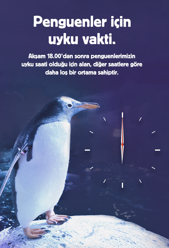 İstanbul Akvaryum Slider