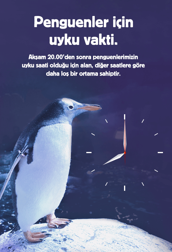 İstanbul Akvaryum Slider