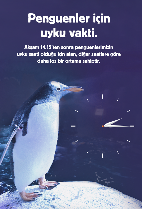 İstanbul Akvaryum Slider