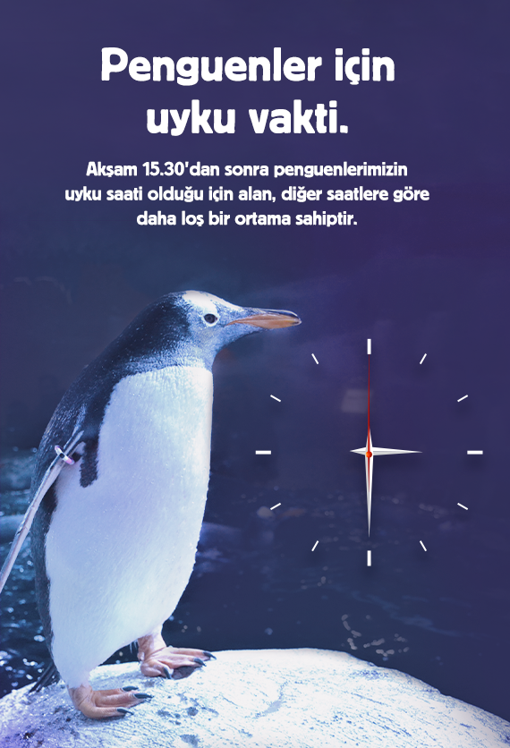 İstanbul Akvaryum Slider