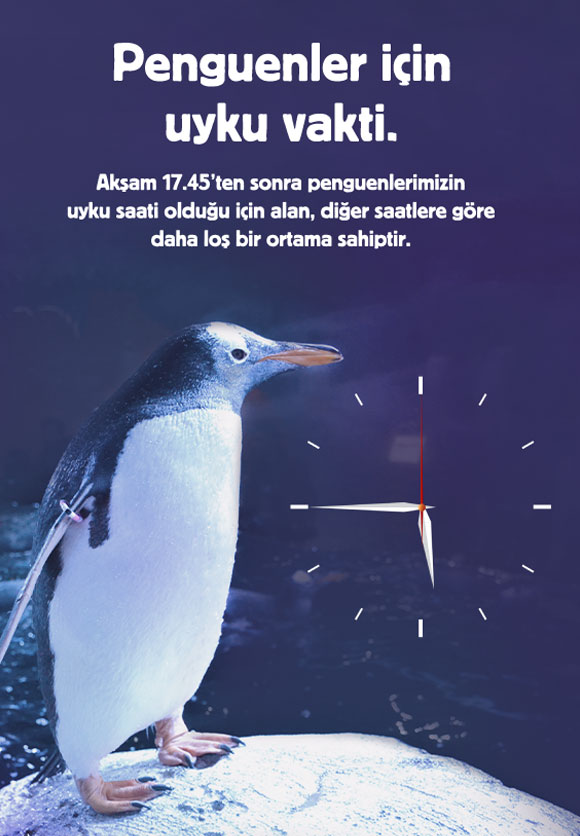 İstanbul Akvaryum Slider