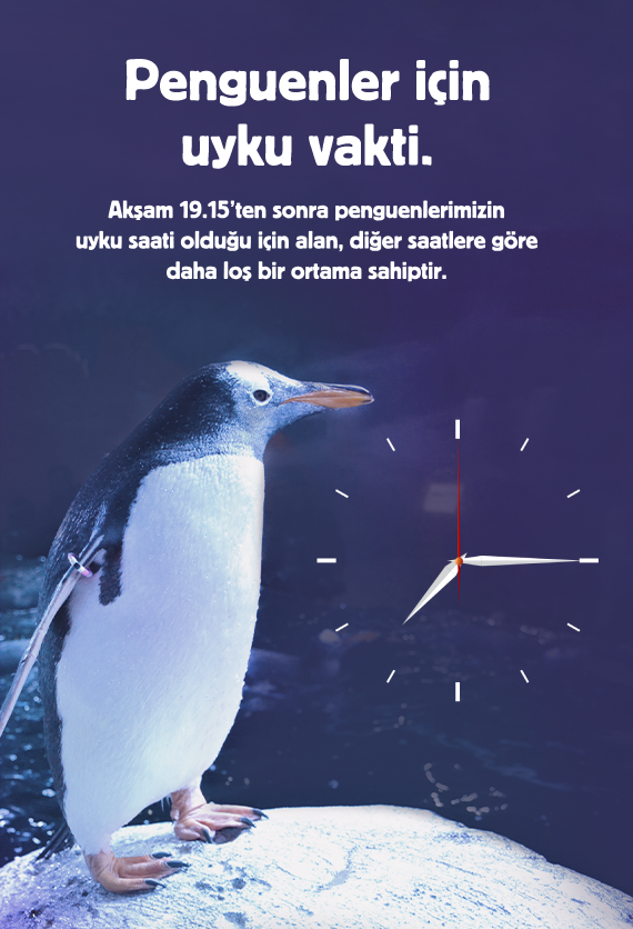 İstanbul Akvaryum Slider