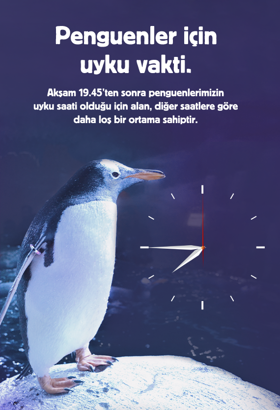 İstanbul Akvaryum Slider