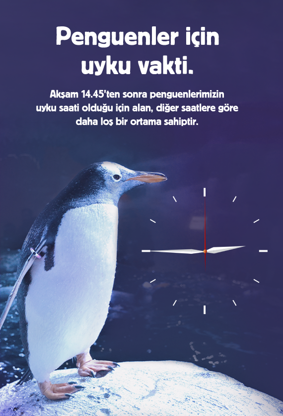 İstanbul Akvaryum Slider