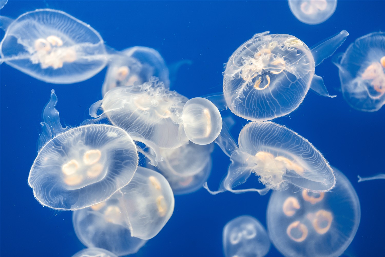 The Silent Actors of Marine Ecosystems: Jellyfish 