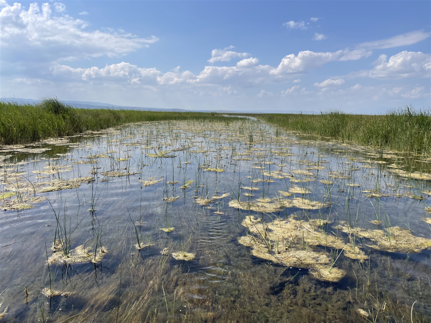 The critically endangered killifish fish placed under protection at Istanbul Aquarium