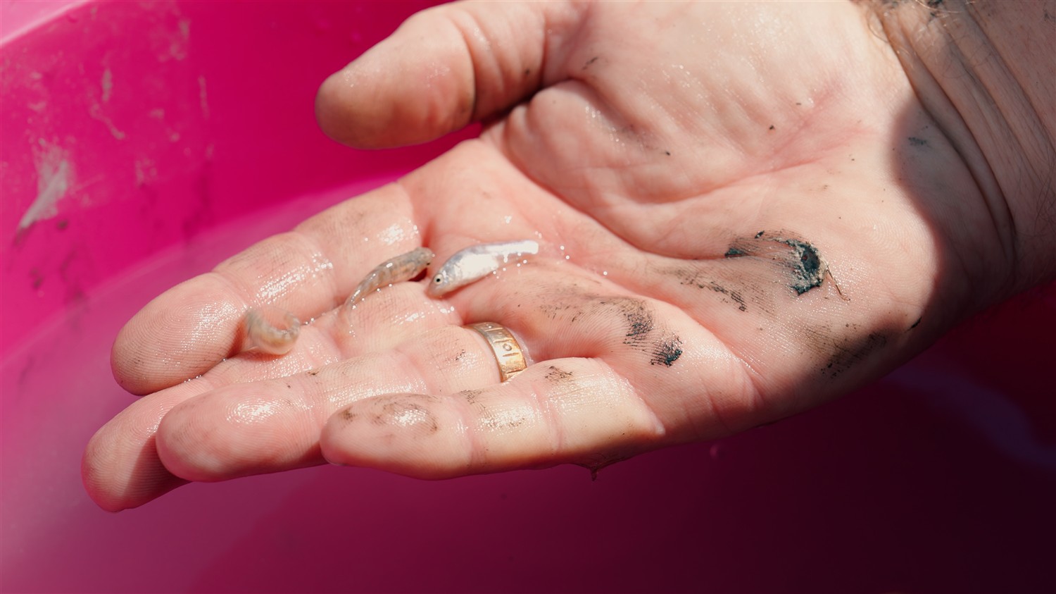 Nesli tükenme tehlikesi altındaki dişli sazancık balığı İstanbul Akvaryum'da koruma altında!<span class="fs-16 op-05 rows flex-m flex-columng-10"><span class="material-symbols-rounded mb-1"> calendar_month </span>  10.12.2026</span>_1