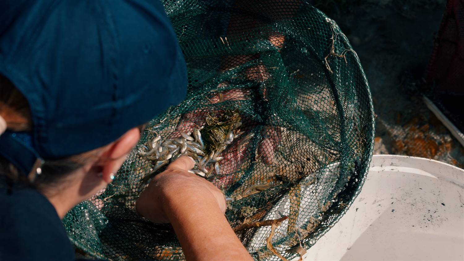 Nesli tükenme tehlikesi altındaki dişli sazancık balığı İstanbul Akvaryum'da koruma altında!<span class="fs-16 op-05 rows flex-m flex-columng-10"><span class="material-symbols-rounded mb-1"> calendar_month </span>  10.12.2026</span>_1