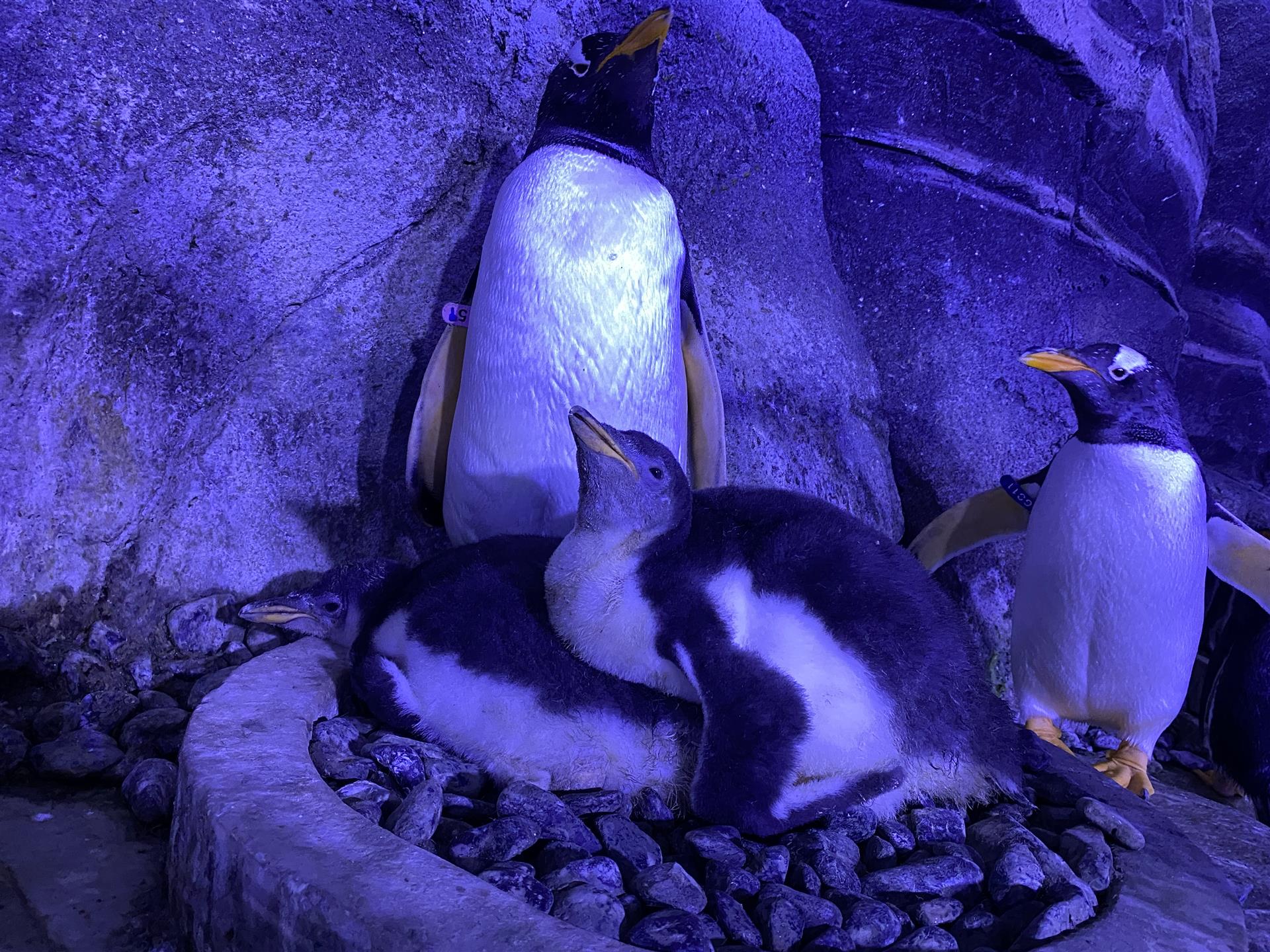 İstanbul Akvaryum'un Bilimsel Çalışmaları Sonuç Verdi: 4 Bebek Penguen Daha Doğdu!